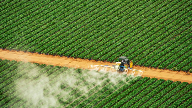 Best Ant Control Services  in Niceville, FL